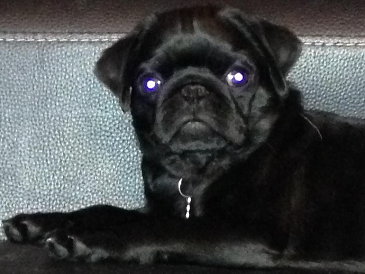 Mops Midas billede 9