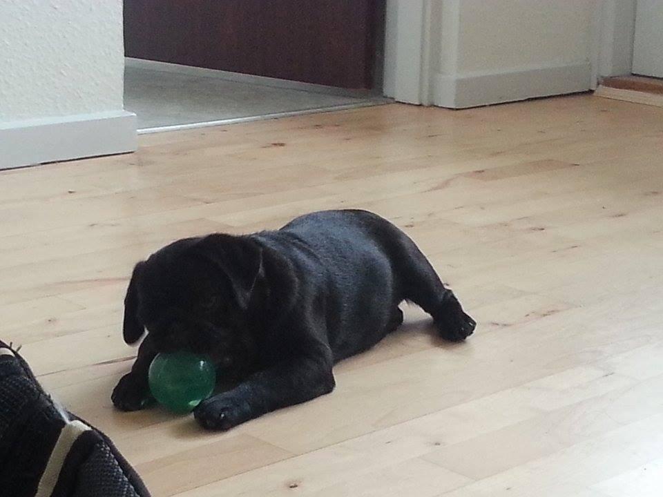 Mops Midas billede 10