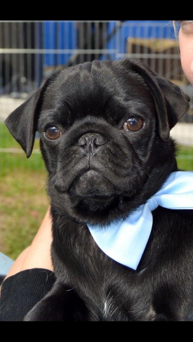 Mops Midas billede 11