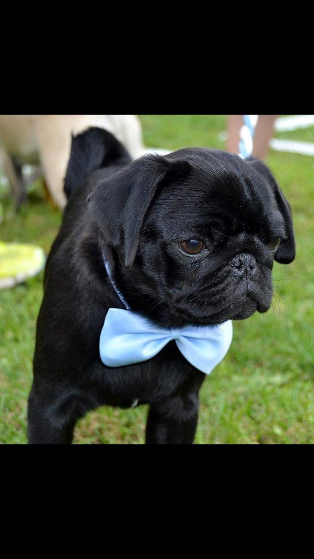 Mops Midas billede 1