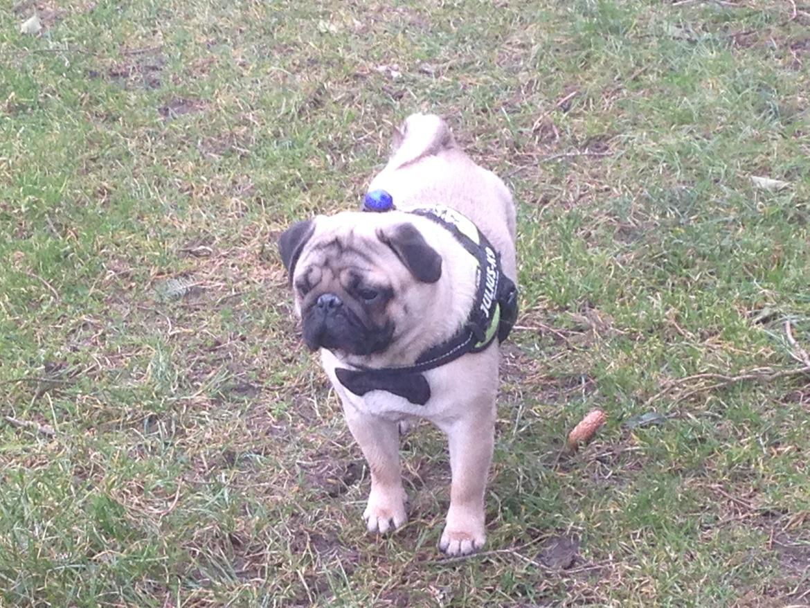 Mops Bobby Olsen billede 2