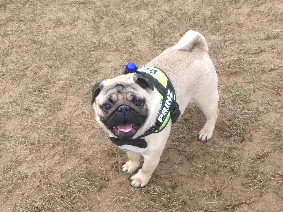 Mops Bobby Olsen billede 3