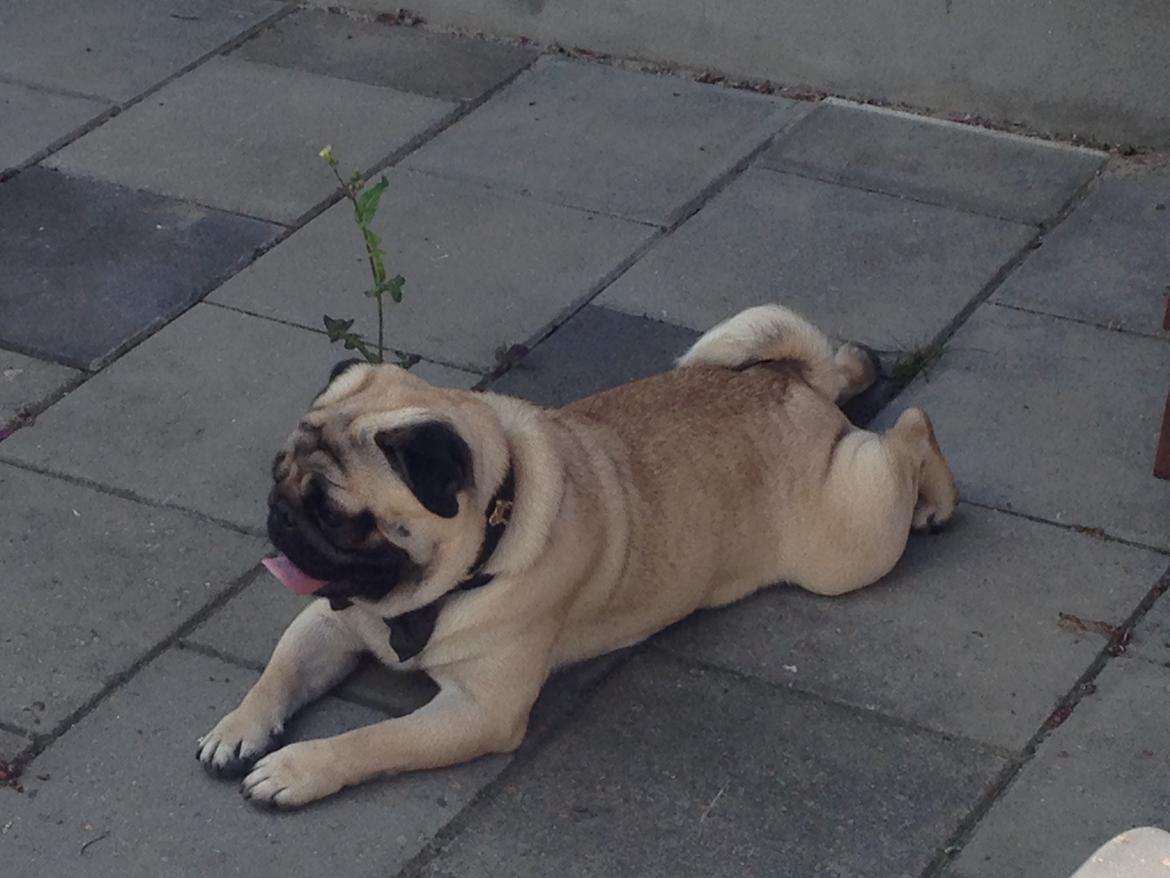 Mops Bobby Olsen billede 6