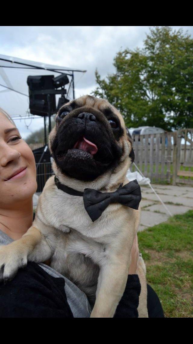 Mops Bobby Olsen billede 8