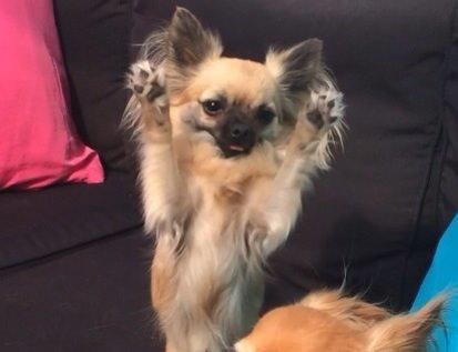 Chihuahua Princess billede 1