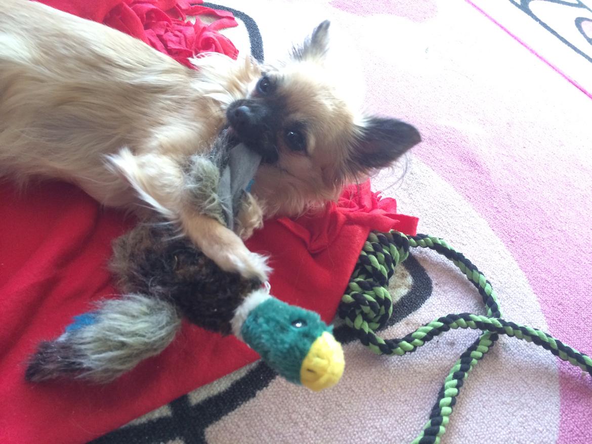 Chihuahua Princess billede 3