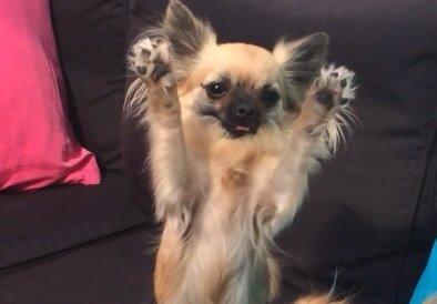 Chihuahua Princess billede 2