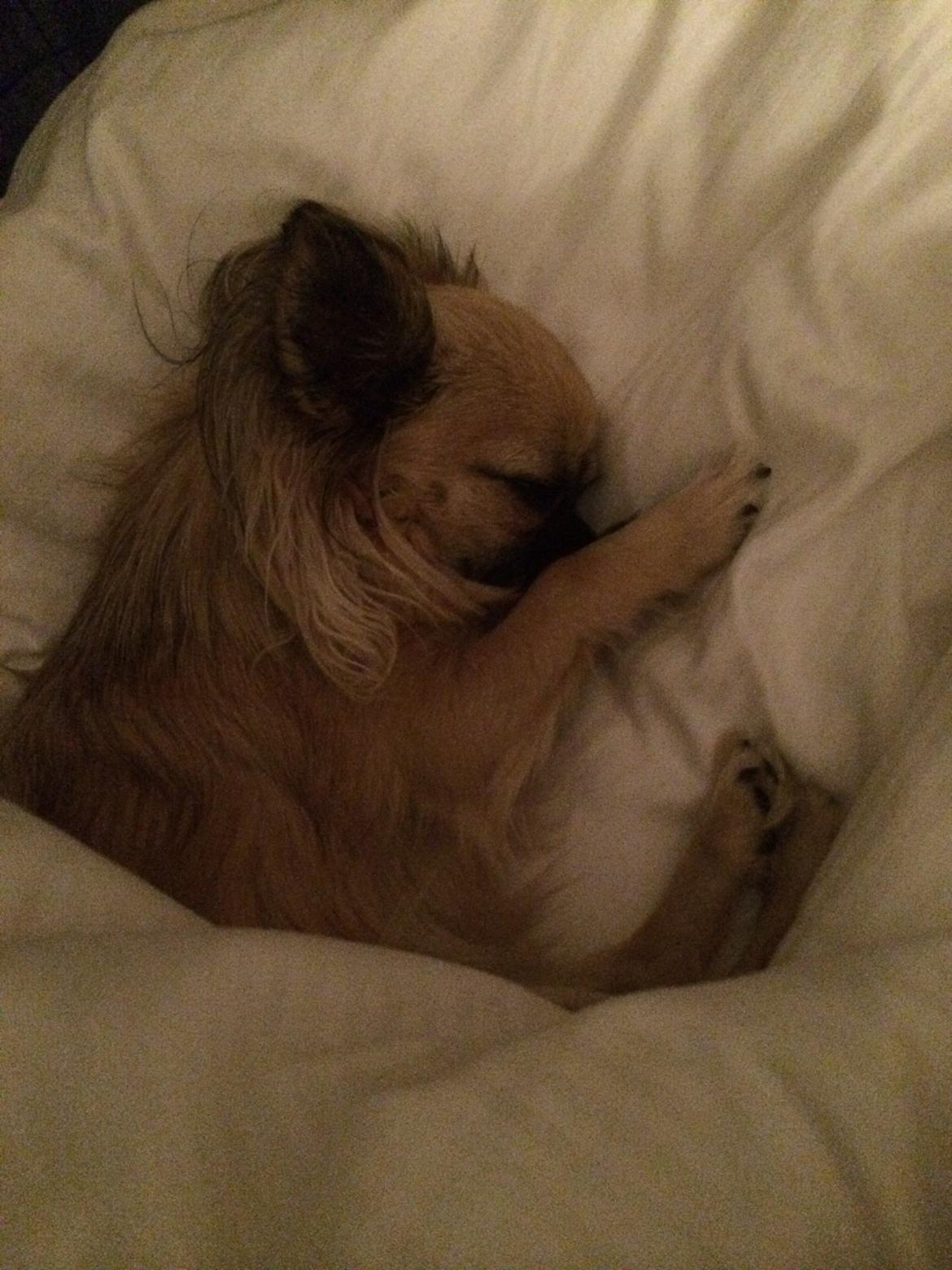 Chihuahua Princess billede 4