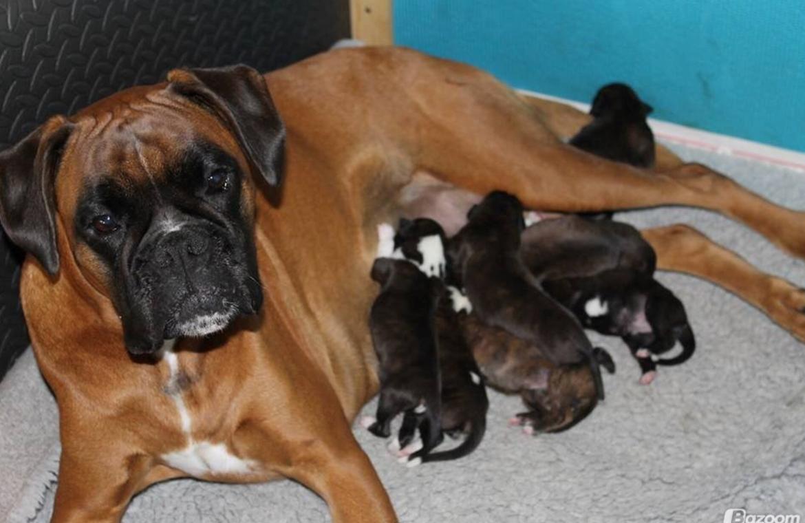 Boxer Skovhøjs Gaeia billede 15