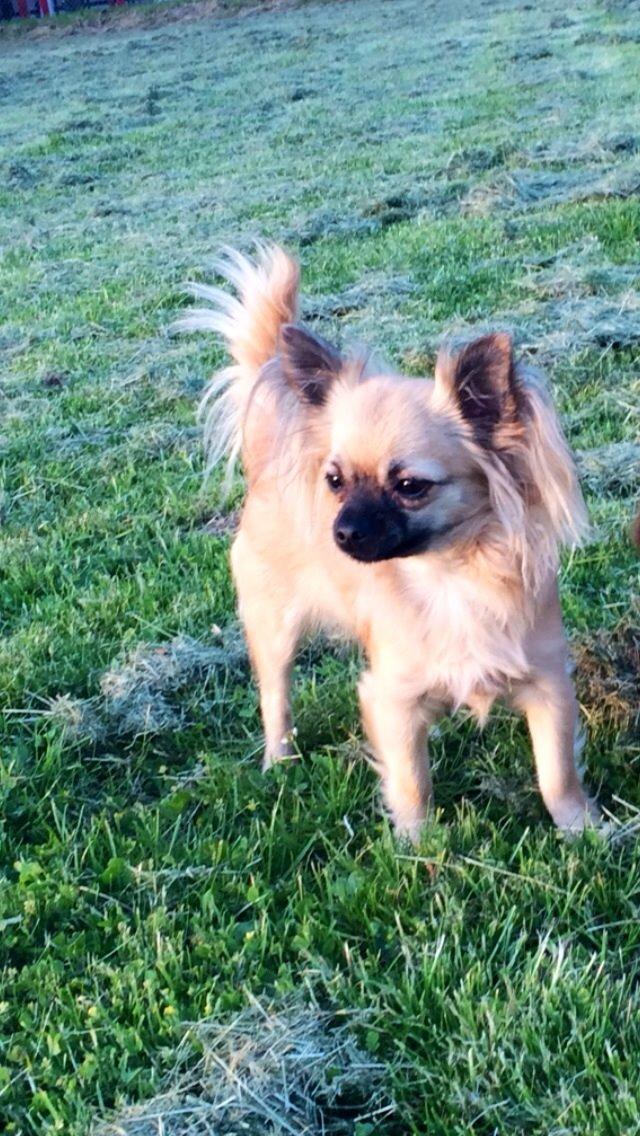 Chihuahua Princess billede 5