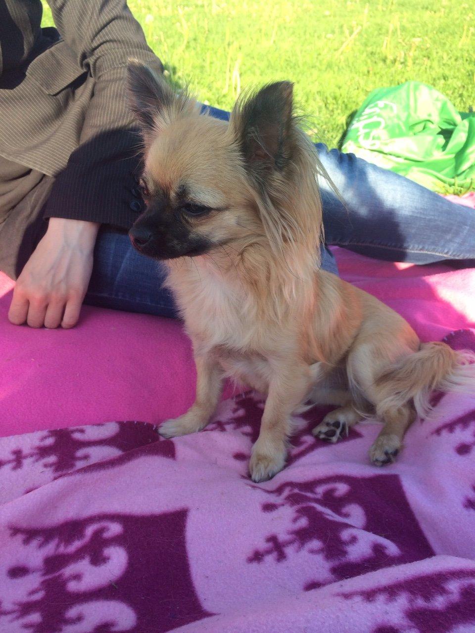 Chihuahua Princess billede 6