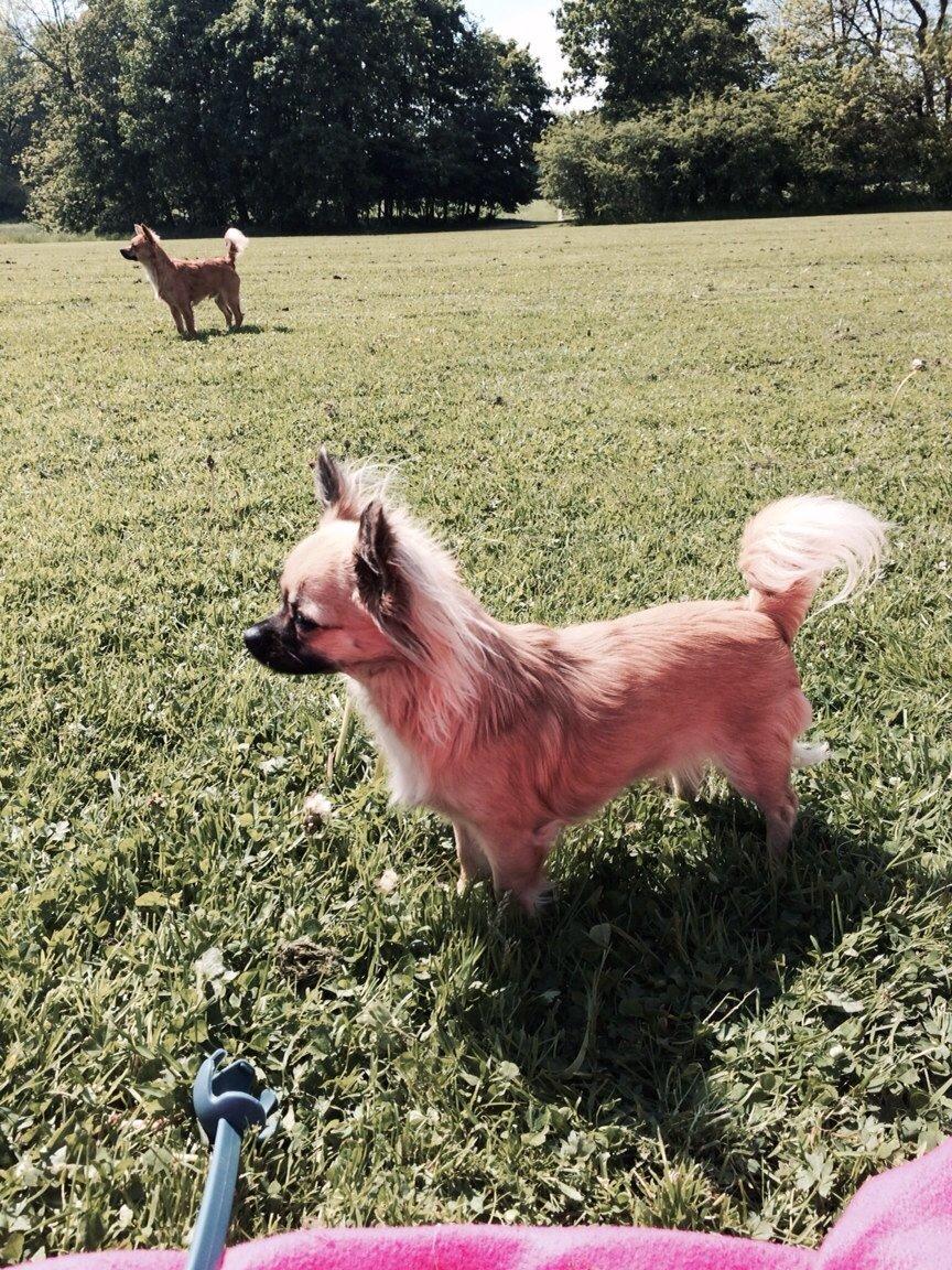 Chihuahua Princess billede 7