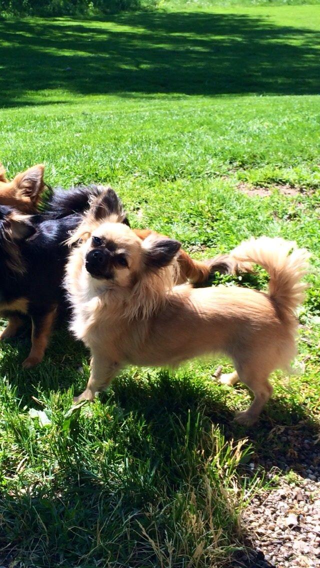 Chihuahua Princess billede 8