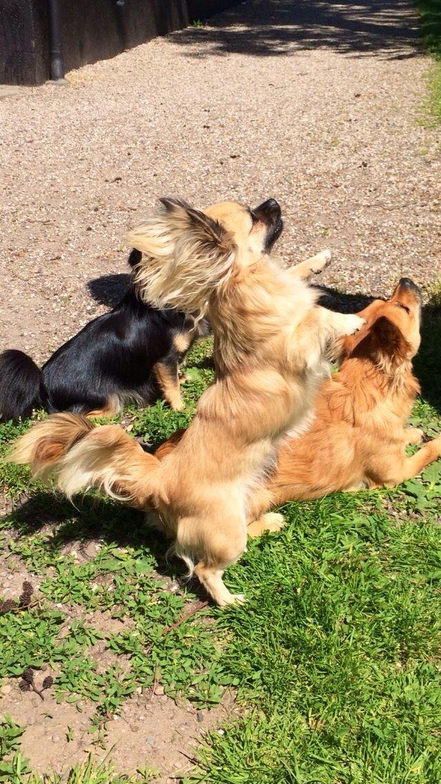 Chihuahua Princess billede 9