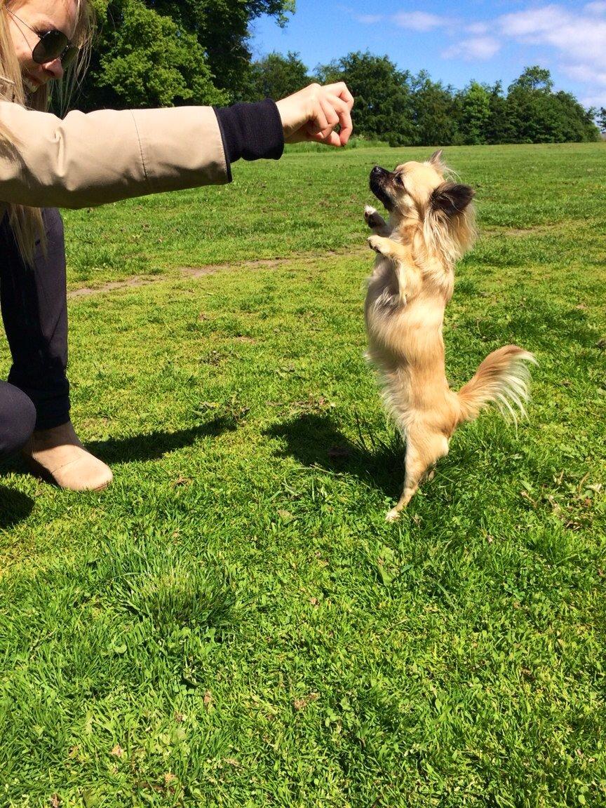 Chihuahua Princess billede 10