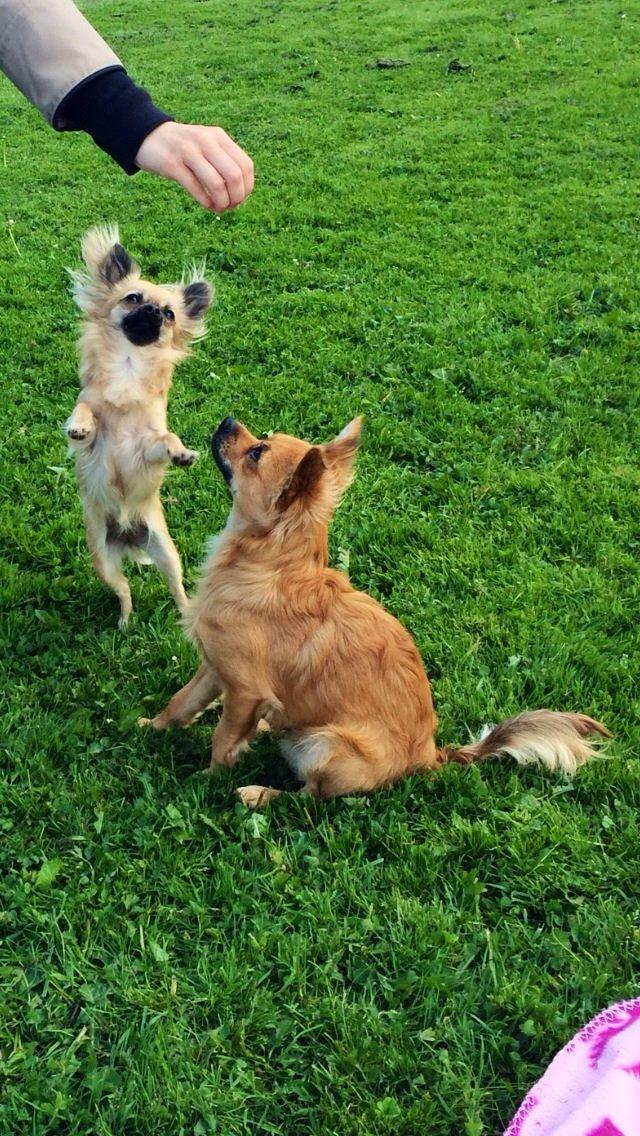 Chihuahua Princess billede 11