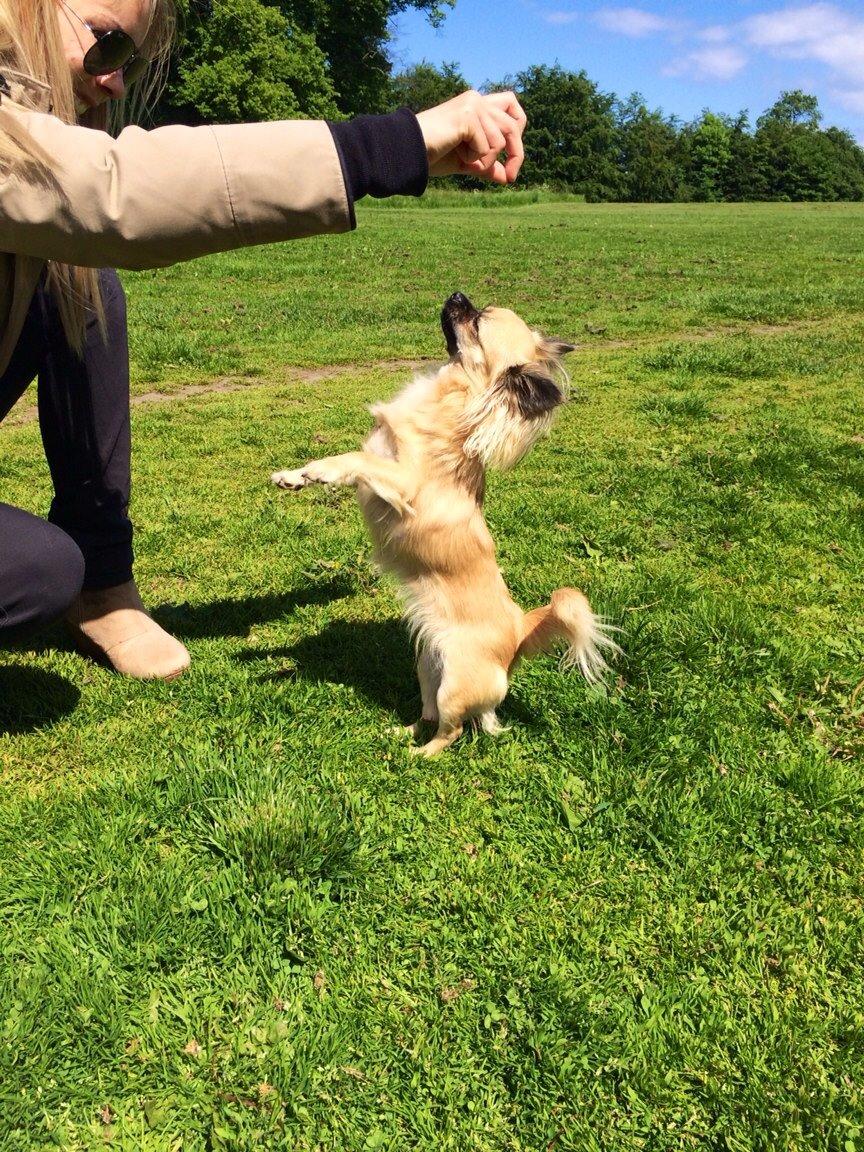 Chihuahua Princess billede 12