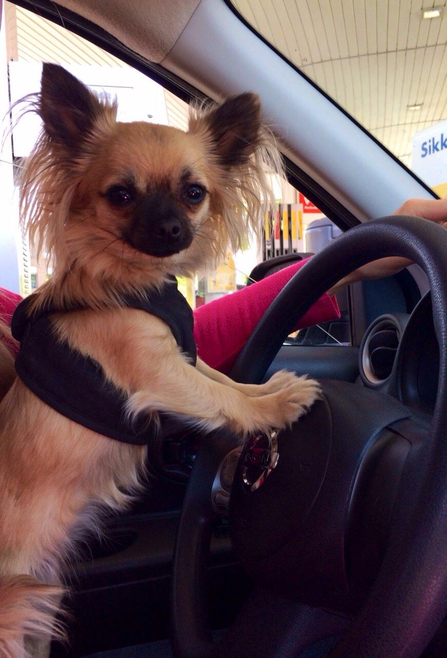 Chihuahua Princess billede 13