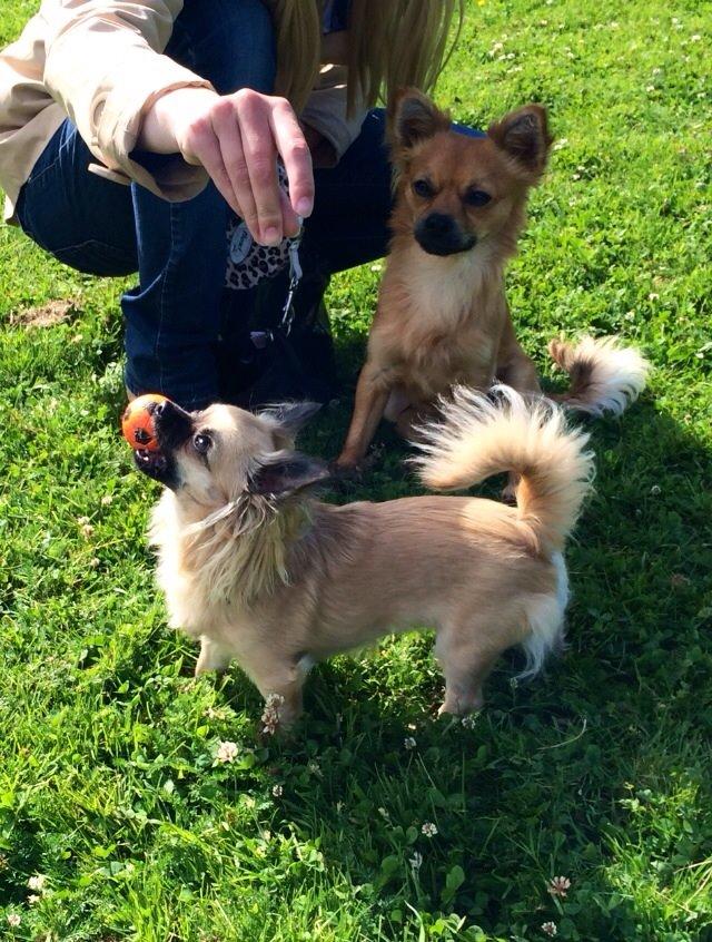 Chihuahua Princess billede 14