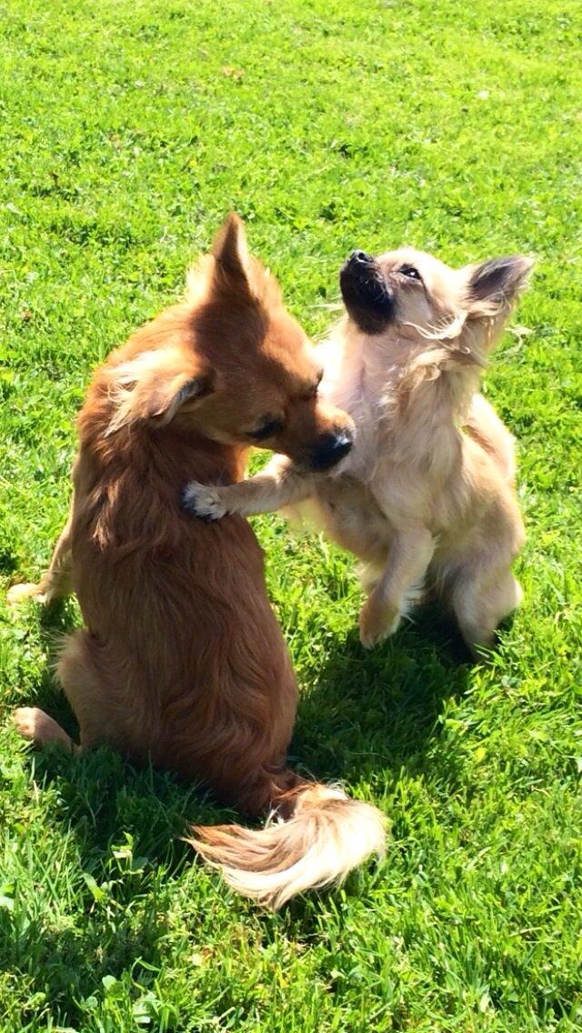 Chihuahua Princess billede 15