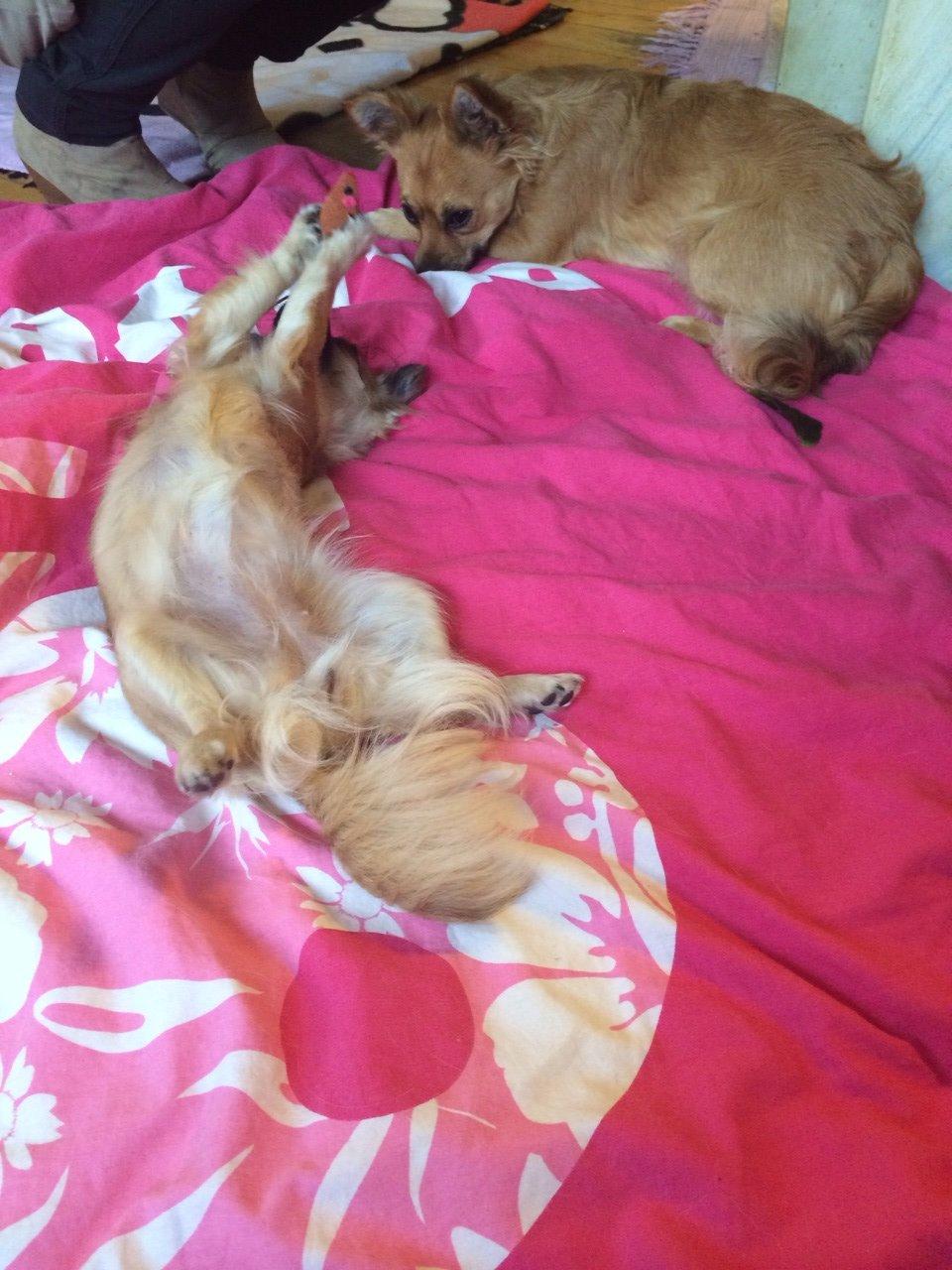 Chihuahua Princess billede 16