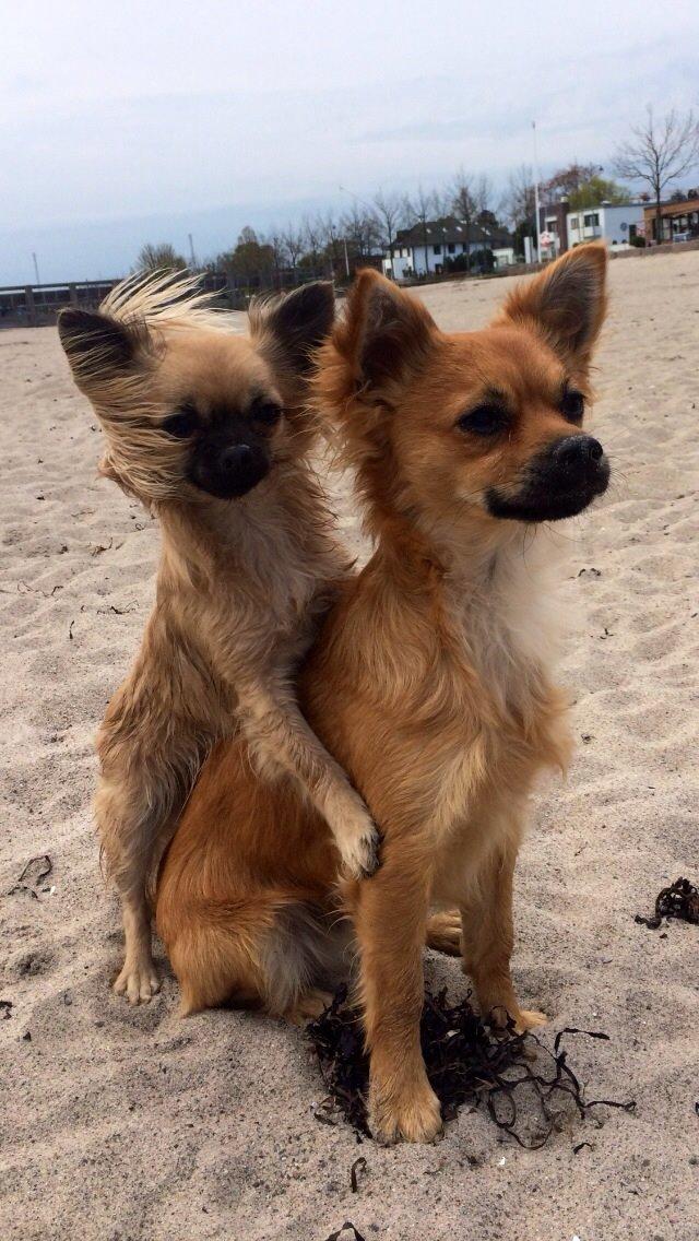 Chihuahua Princess billede 17