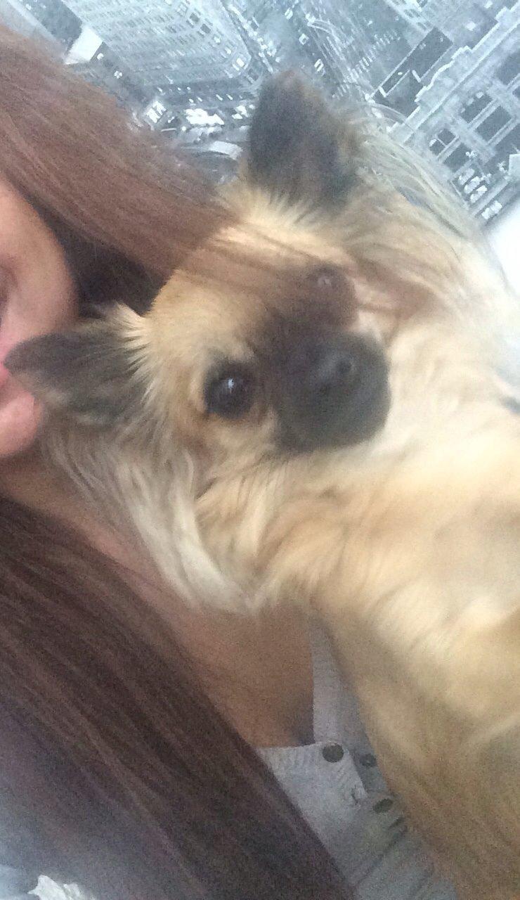 Chihuahua Princess billede 18