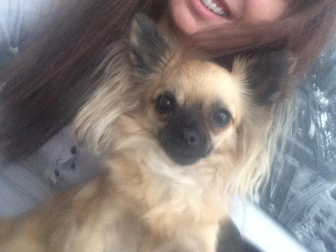 Chihuahua Princess billede 20