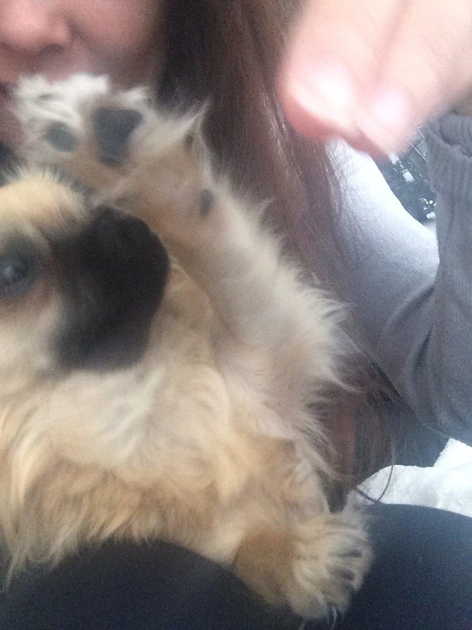 Chihuahua Princess billede 19