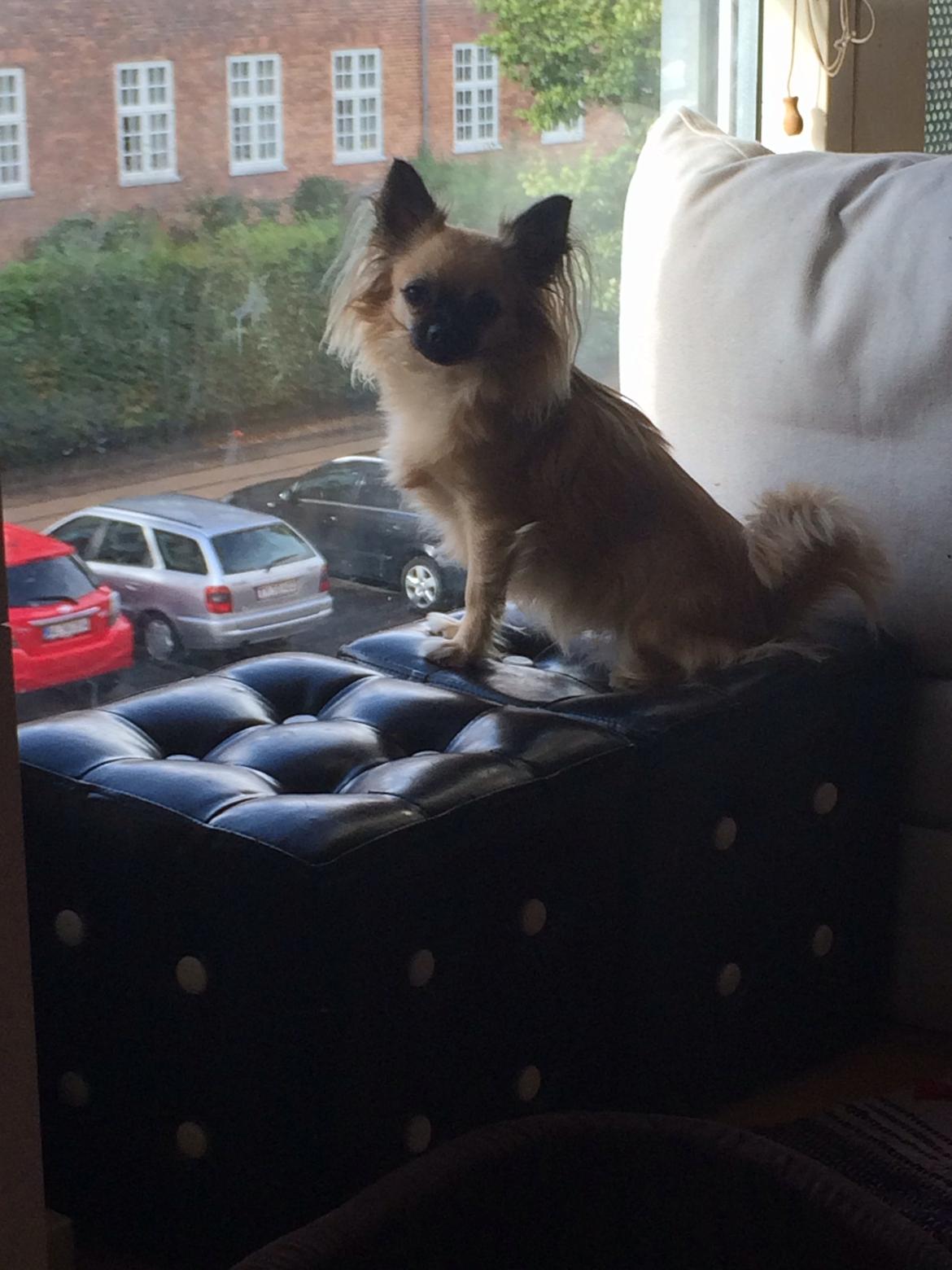 Chihuahua Princess billede 21