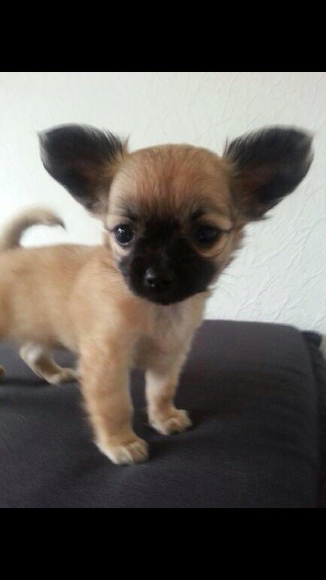 Chihuahua Princess billede 22