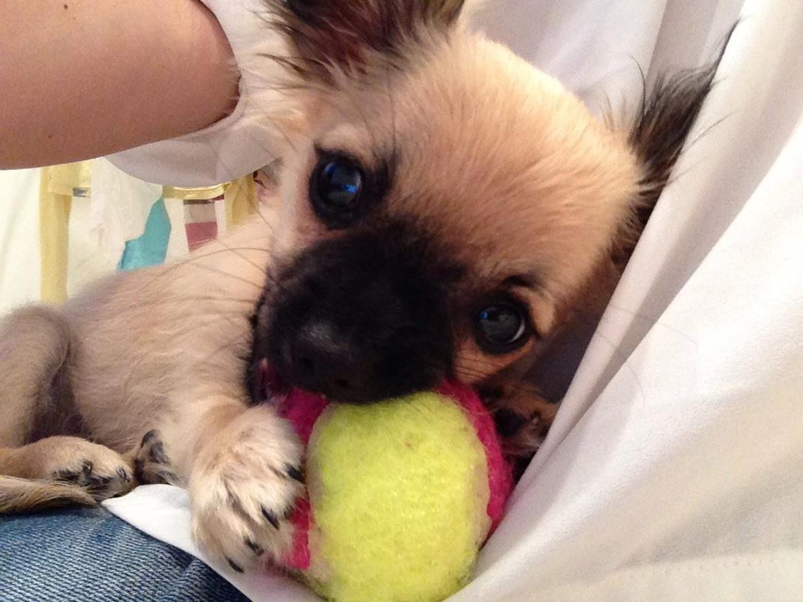 Chihuahua Princess billede 23