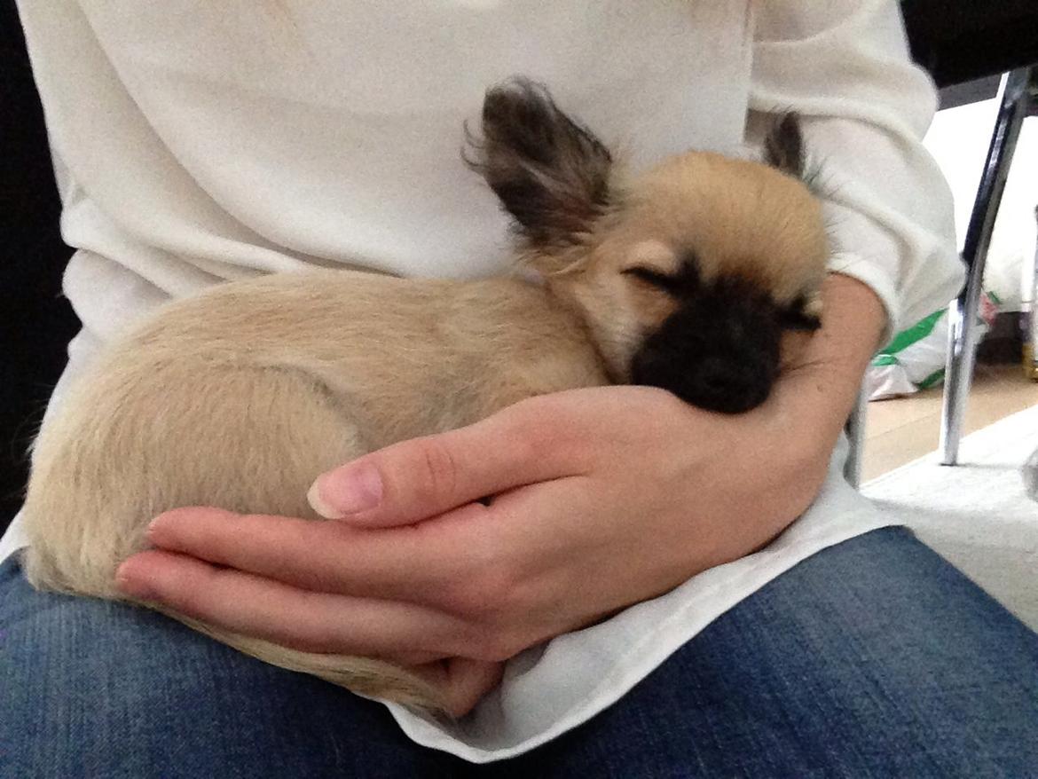 Chihuahua Princess billede 24