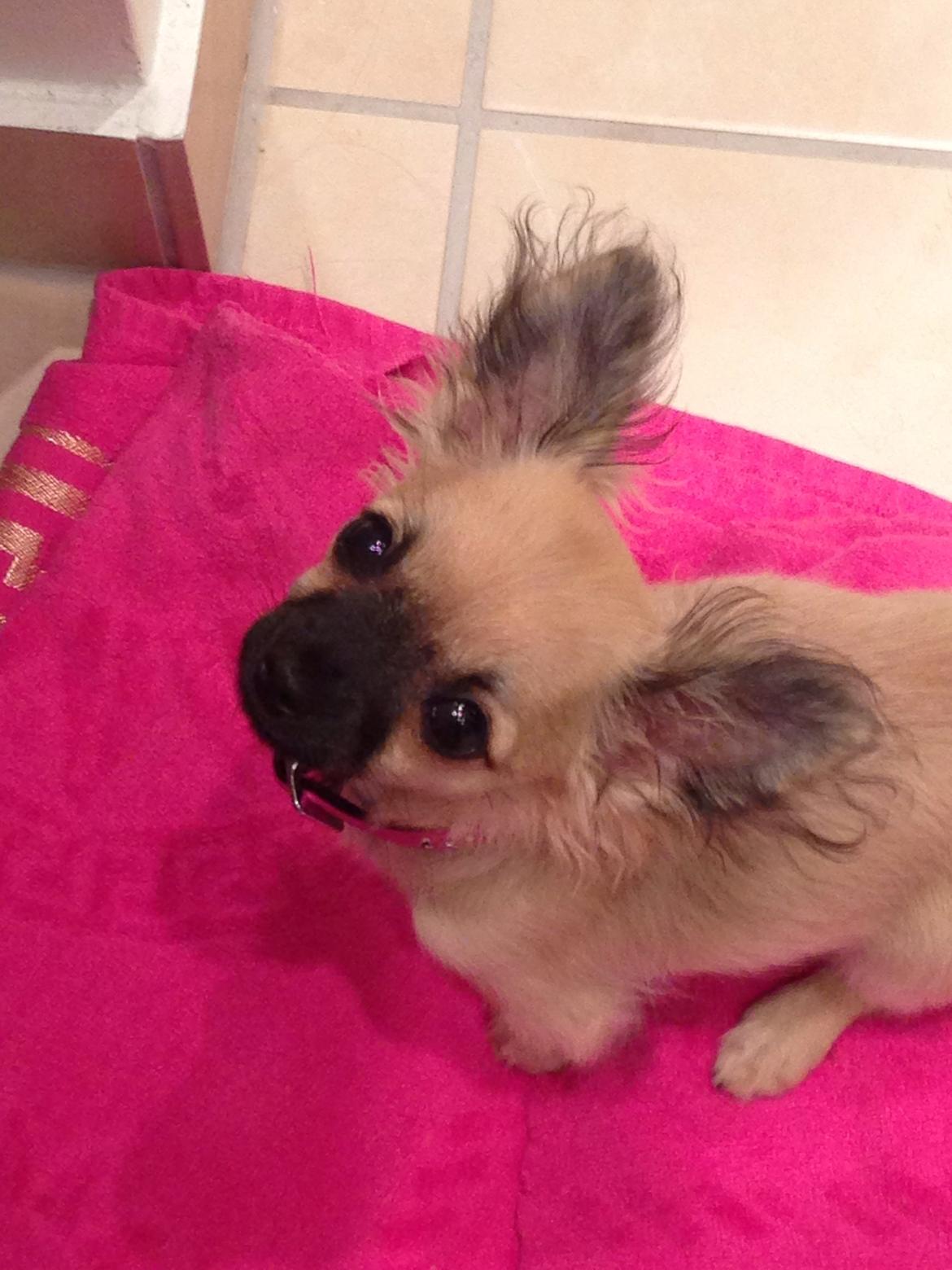 Chihuahua Princess billede 25