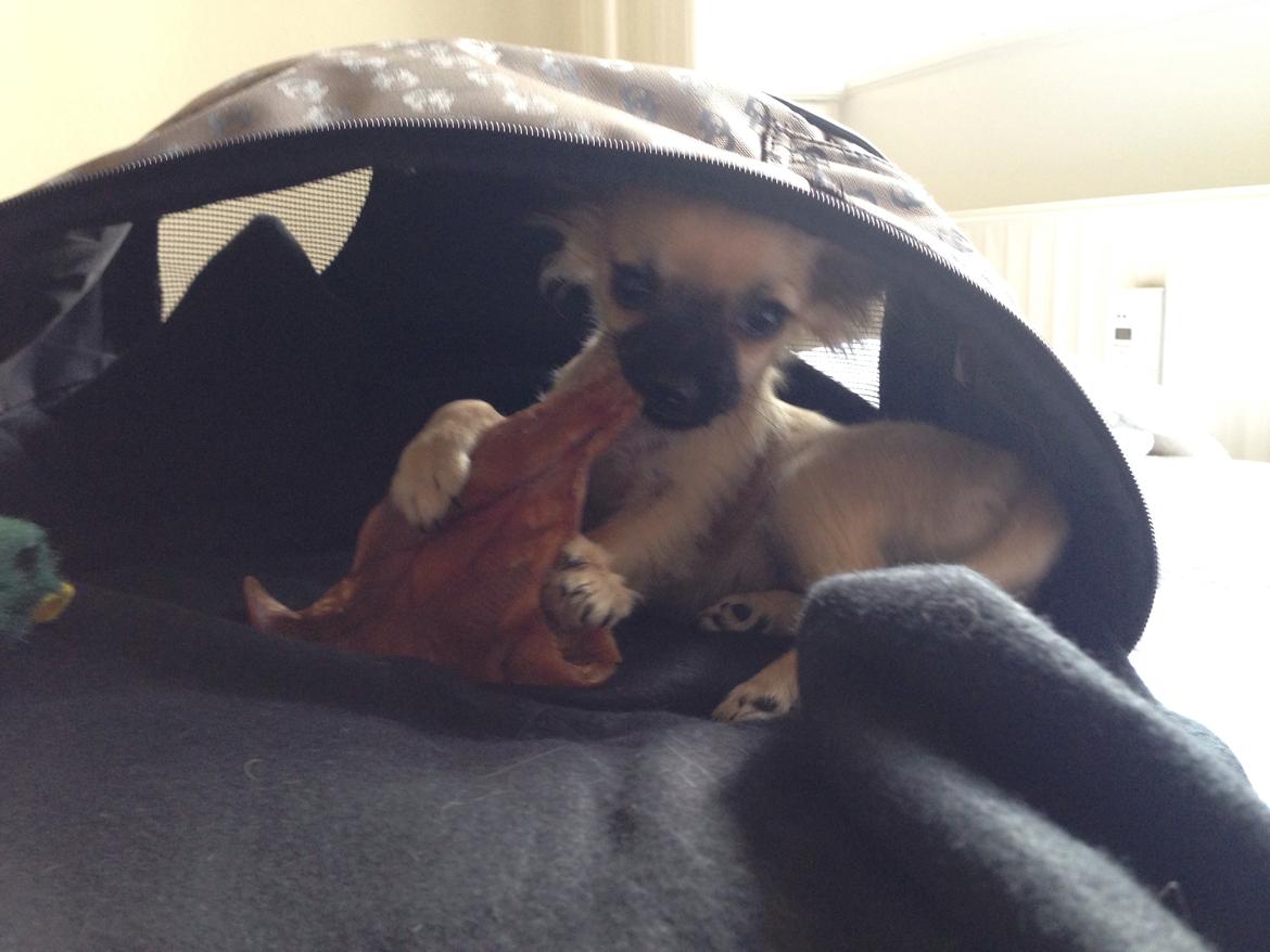 Chihuahua Princess billede 26