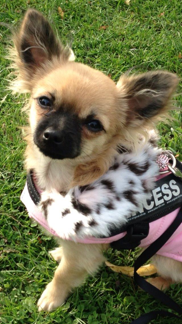 Chihuahua Princess billede 27