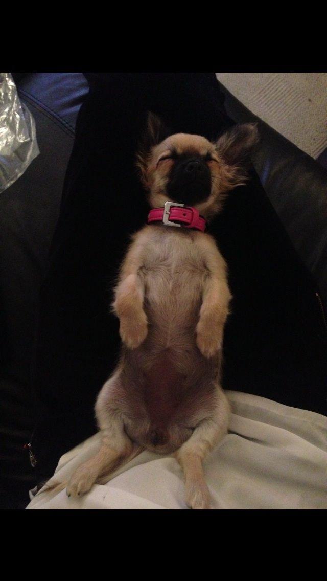 Chihuahua Princess billede 28