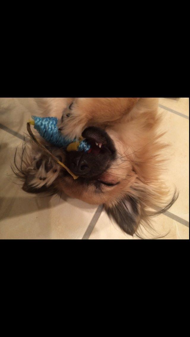 Chihuahua Princess billede 29