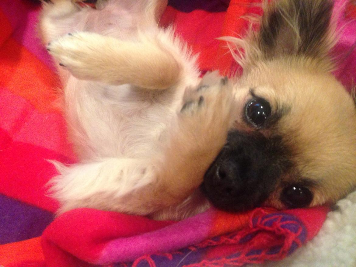 Chihuahua Princess billede 30