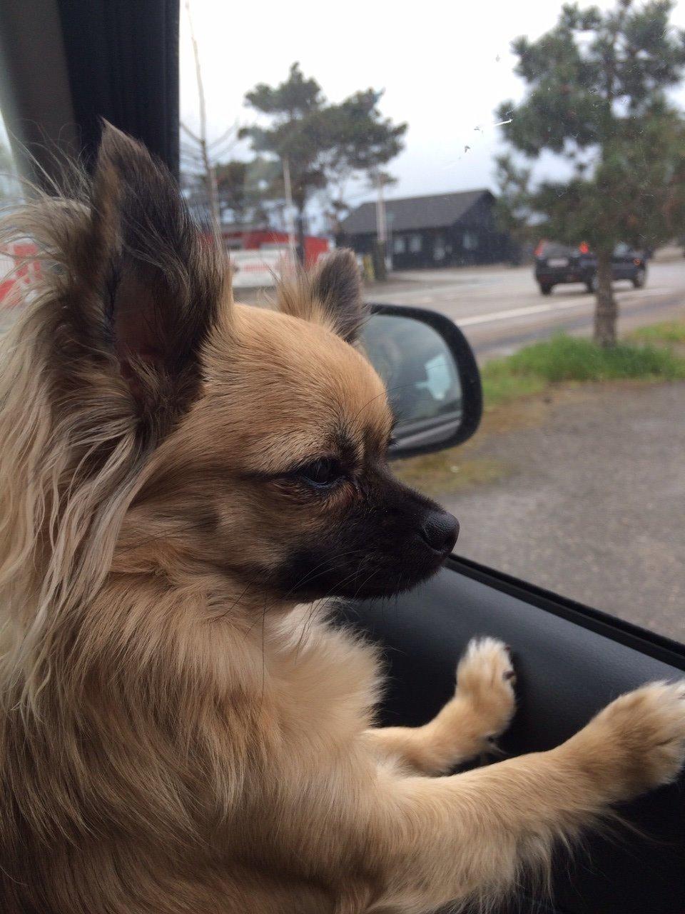 Chihuahua Princess billede 31