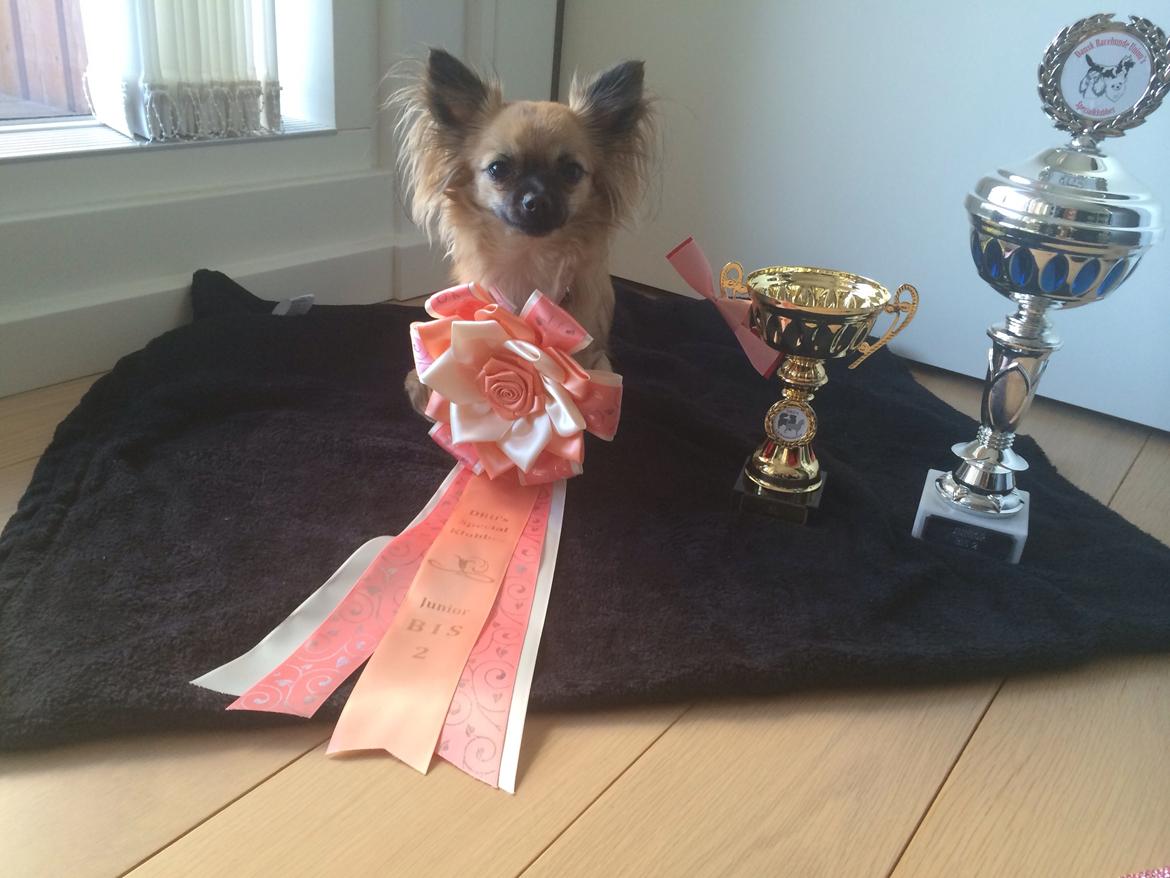 Chihuahua Princess billede 32