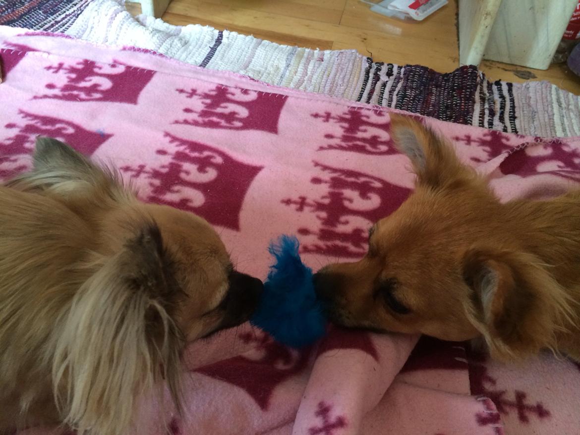 Chihuahua Princess billede 33