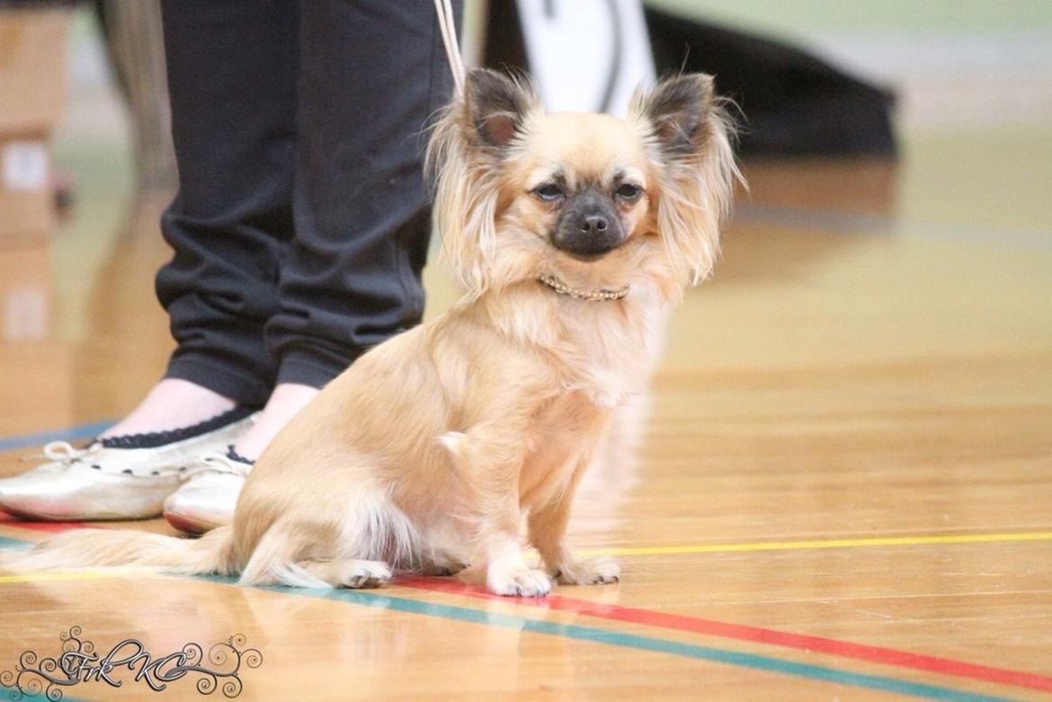 Chihuahua Princess billede 34