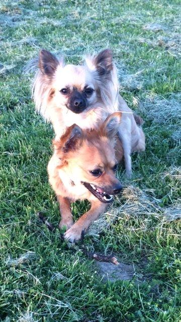 Chihuahua Princess billede 35