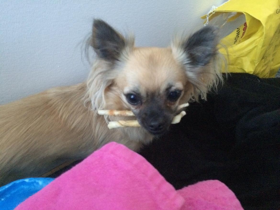 Chihuahua Princess billede 36