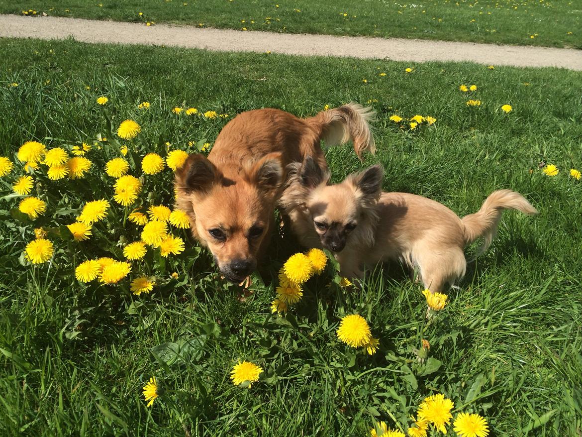 Chihuahua Princess billede 38