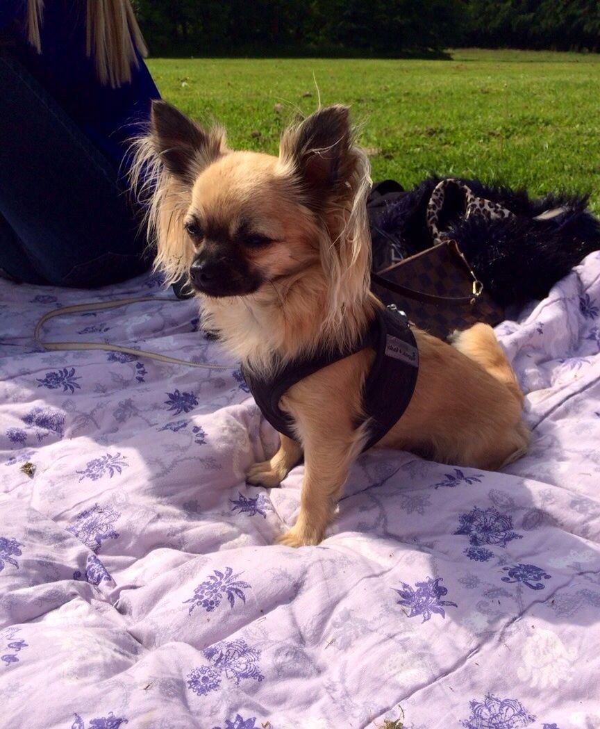 Chihuahua Princess billede 37