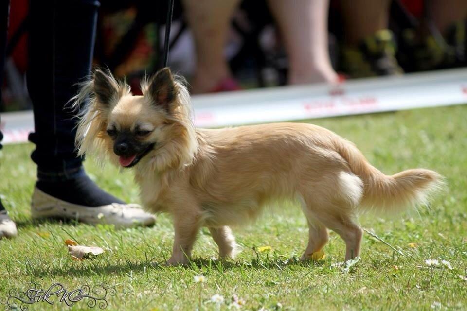 Chihuahua Princess billede 39