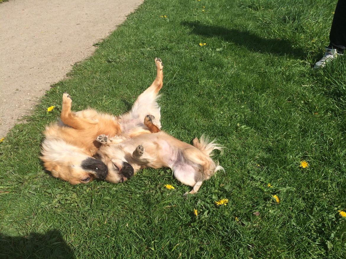 Chihuahua Princess billede 40