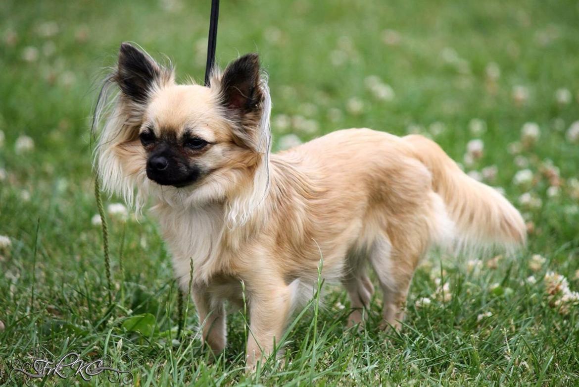 Chihuahua Princess billede 41